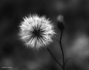 Im Herbst verabschiedet sich das satte Grün und macht einem goldigen Glanz Platz, den man für die Hochzeitskarten nutzen kann (@Charisse Langla, flickr.com).