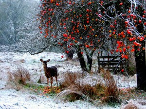 Ein besinnliches weihnachtliches Motiv auf den Weihnachtskarten für Unternehmen sorgt für Stimmung (@Jan Tik, flickr.com).