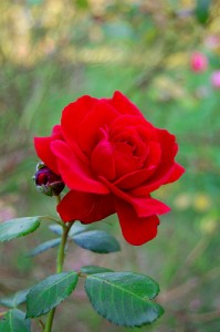 Passend zur Rose kann man leckere Rezepte zum Valentinstag 2013 ausprobieren (@manuela marginean, Creative Commons, http://creativecommons.org/licenses/by/2.0/deed.de)