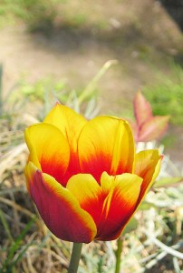 Auf der Osterkarte blüht die echte Tulpe, die man zu Ostern auch basteln kann (@Photo by Maja Dumat, Creative Commons, http://creativecommons.org/licenses/by-nd/2.0/deed.de).