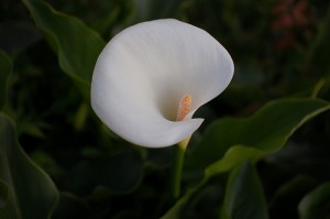 Die Calla symbolisiert auf Trauerkarten die Trauer und Unsterblichkeit (@Ming-yen Hsu, Creative Commons, http://creativecommons.org/licenses/by-nd/2.0/deed.de).