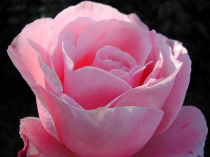 Die Rose ist ein Symbol für Schönheit und Vergänglichkeit auf Danksagungskarten (Quellenangabe / Credit: Photo by @Kate Haskell - flickr.com, http://creativecommons.org/licenses/by/2.0/deed.de)
