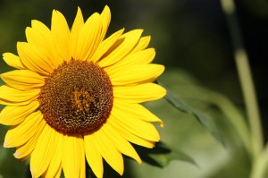 Die Sonnenblume ist ein perfektes Motiv für die Einladungskarten zum Sommerfest (Quellenangabe / Credit: Photo by @@andreasdantz - flickr.com, http://creativecommons.org/licenses/by/2.0/deed.de)