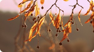 Der Herbst steht in Trauerkarten für ein gelebtes Leben (Quellenangabe / Credit: Photo by @chris-sy - flickr.com, http://creativecommons.org/licenses/by/2.0/deed.de)