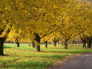 Für die Hochzeitskarten kann man sich von der herbstlichen Stimmung inspirieren lassen (Foto: johnnyb  / pixelio.de)