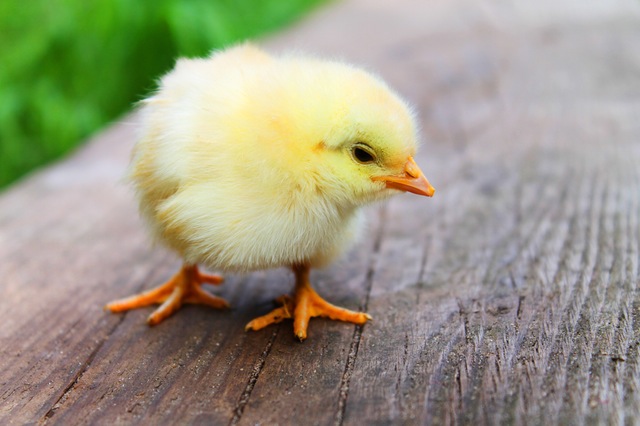 Motive für Osterkarten